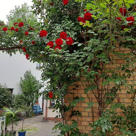 Fewo Rosenbluete Am Stadtpark Wittenberg Exteriér fotografie
